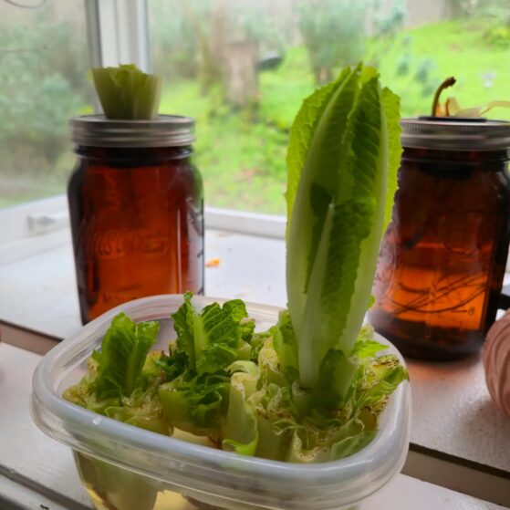 lettuce cuttings